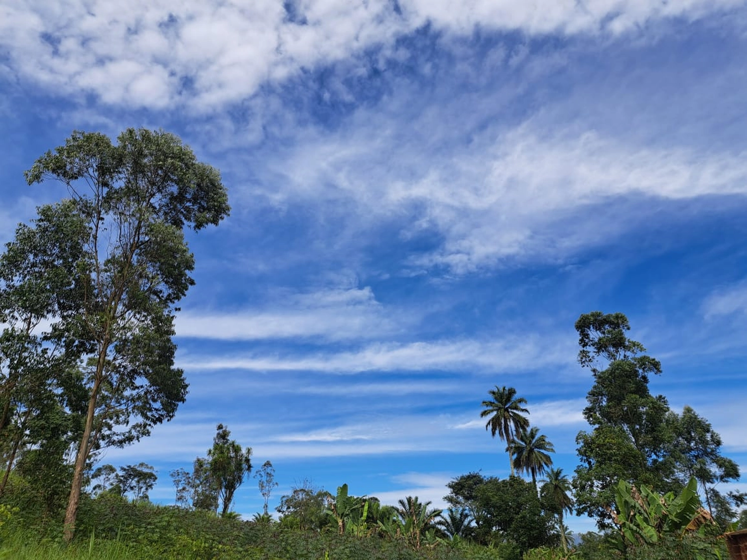 Maggy's Hope across borders – Bildungseinrichtung – Ein strahlend blauer Himmel mit zarten Zirruswolken über einer Landschaft mit üppig grünen Bäumen und Vegetation